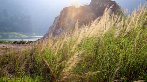 Wind in lush grass. Stock Footage 51652635