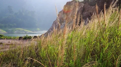 Wind in lush grass. Stock Footage 51655345