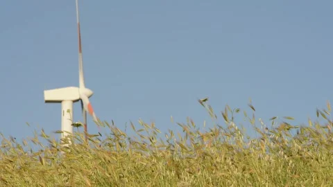 Wind machine and field Stock Footage 196293778