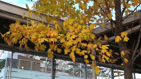 The wind makes a strong presence on those leaves and they seem to dance Stock Footage 119249624