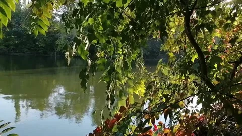 The wind makes the willow leaves tremble on the shore of the lake Stock Footage 141710229