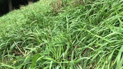 Wind making grass move Stockbeeldmateriaal 140979041