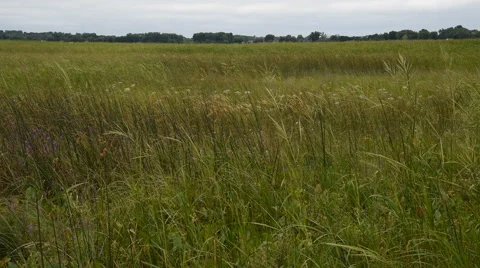 Wind in the Marsh Grass Stock Footage 54074359