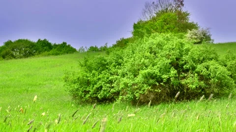 The wind on the meadow is blowing high grass and bush in the background Stock Footage 134912873