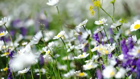 Wind in meadow Stock Footage 156069685