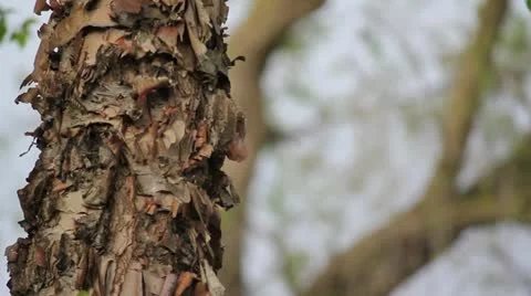 Wind in the Michigan Trees Stock Footage 11071584