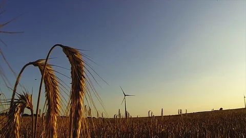 Wind mill on the grain field Stock Footage 125103988