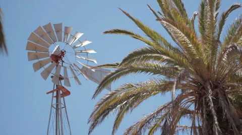 Wind Mill Palm Tree Stock Footage 64800271