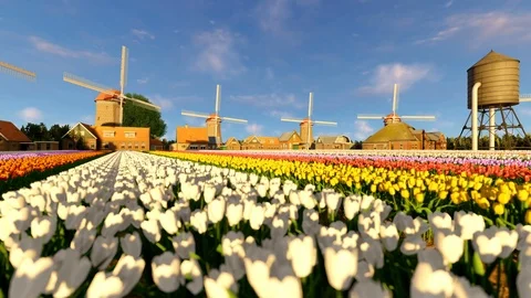 Wind mill running on a tulip field Stock Footage 109561310