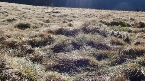 Wind on the mountain meadow Stock Footage 74893698