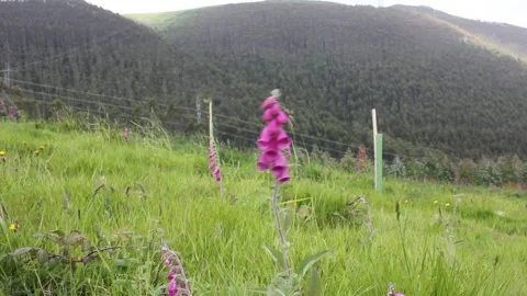 Wind in the mountains and foxgloves moving Stock Footage 246242072