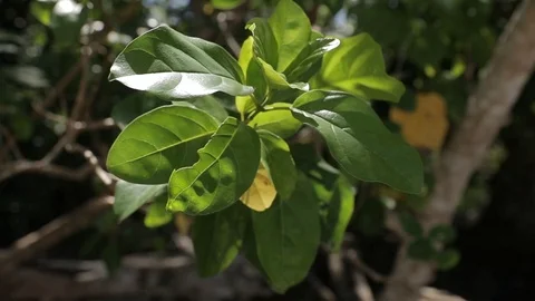 Wind move brunch of green tree with big leafs which grows on the Philippines  Stock Footage 115973343