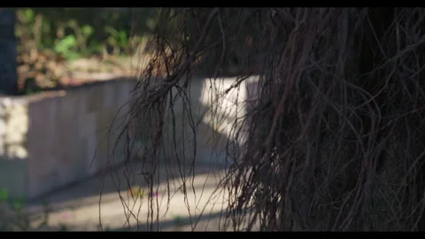 Wind-Moved Tree Branches in Urban Garden for Mindfulness Background Use Stock Footage 328095157