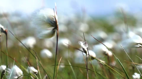 Wind Movement of Common Cotton Grasses, Close Up,  Loop, Slow Mo Stock Footage 157446683