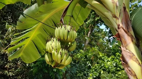 The wind moves the banana trees Stock Footage 290150779