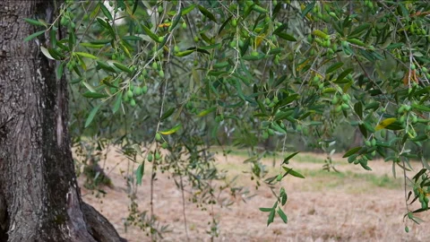 The wind moves the branches of the beautiful olive trees Stock Footage 152994315