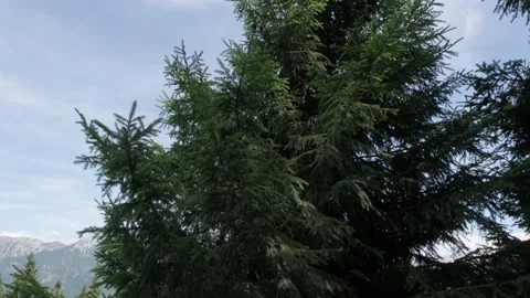Wind that moves the branches of a fir tree in the Trentino Alto Adige Dolomites Video stock 201387078