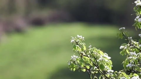The wind moves the branches of a flowering pear tree Stock Footage 135766274