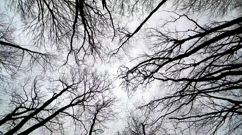 Wind moves branches Stock Footage 57966800