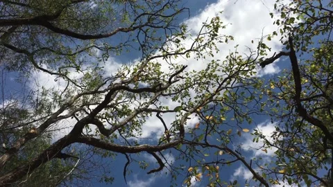 Wind moves branches in the forest. Stock Footage 99522636