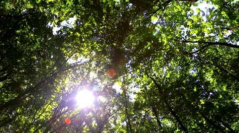 Wind moves branches in green forest Stock Footage 65380216