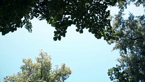 The wind moves branches with green leaves Stock Footage 79771412