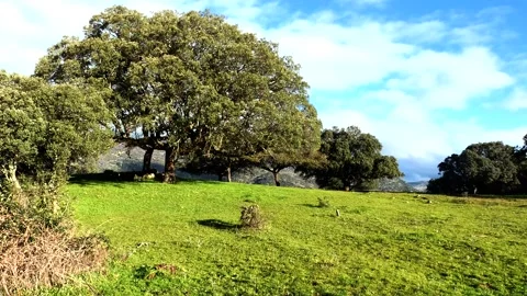 The wind moves the branches of this old holm oak in the meadow of Extremadura. Stock Footage 234622178