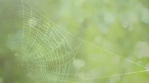 Wind moves a clean beautiful spider web shining against the light Stock Footage 150489606