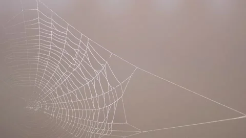 Wind moves a clean beautiful spider web shining against the sunlight Stock Footage 150489910