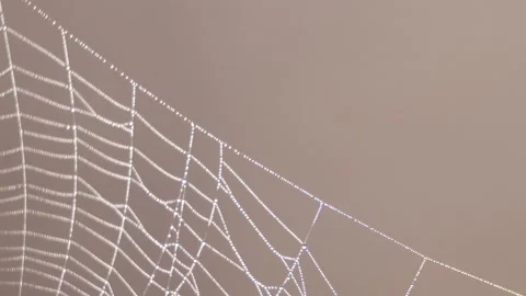 Wind moves a clean beautiful spider web shining against the sunlight Stock Footage 150491817