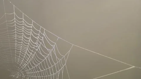Wind moves a clean beautiful spider web shining against the sunlight Stock Footage 150491993