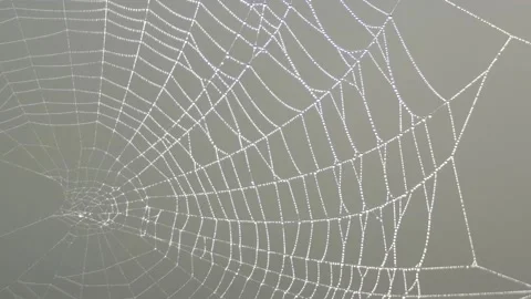Wind moves a clean beautiful spider web shining against the sunlight Stock Footage 150501931