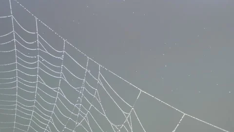Wind moves a clean beautiful spider web shining against the sunlight Stock Footage 150502855