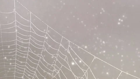 Wind moves a clean beautiful spider web shining against the sunlight - particles Stock Footage 150505211