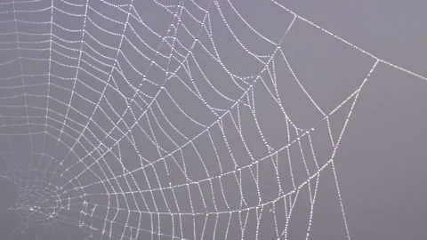 Wind moves a clean beautiful spider web shining against the sunlight Stock Footage 150506456
