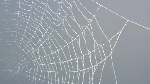 Wind moves a clean beautiful spider web shining against the sunlight Stock Footage 150514824