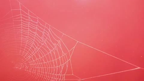 Wind moves a clean beautiful spider web shining against the sunlight - particles Stock Footage 150515151