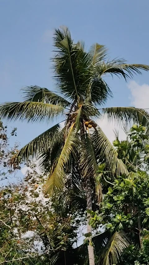 The wind moves the coconut trees Stock Footage 290060405