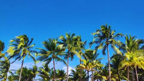 The wind that moves the crowns of palm trees Stock Footage 172393581