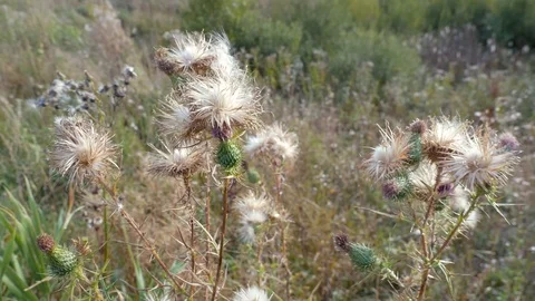Wind moves the dried thistle Stock Footage 116299976
