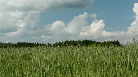 The wind that moves the ears of green grain Stock Footage 170074940