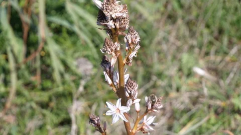 Wind moves flower closeup Stock Footage 117363041