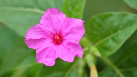 Wind moves flower closeup Stock Footage 143274863