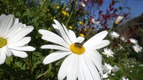 The wind moves the flowers of a daisy with insects Stock Footage 135619007
