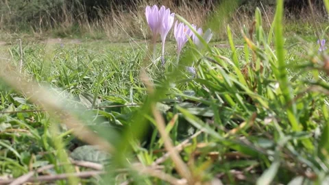 Wind moves flowers on the ground Stock Footage 236201691