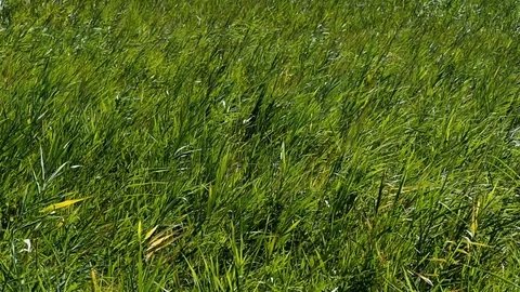 Wind that moves the grass in 4k Stock Footage 95086250