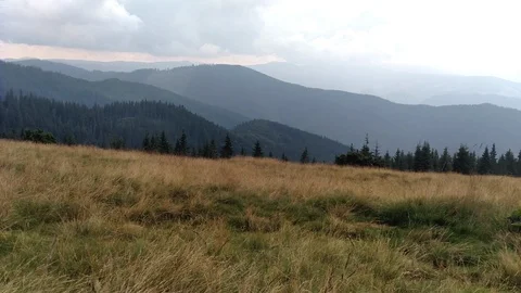 The wind moves the grass Spruce mountains and sky Environment in sunny day ature Stock Footage 116719576