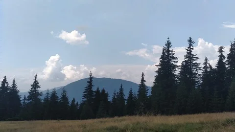 The wind moves the grass Spruce mountains and sky Environment in sunny day ature Stock Footage 116720386