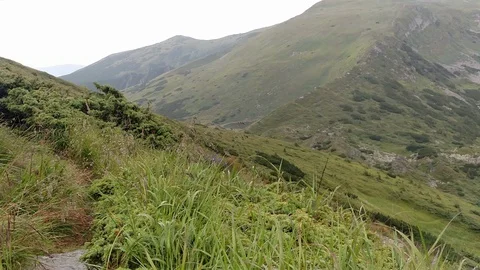The wind moves the grass Steep slope in the mountains Karpathians in Ukraine Stock Footage 116718444