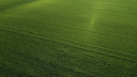 The Wind moves The Grass. The wind Motion On The Green Field. Aerial View  Stock Footage 128216762